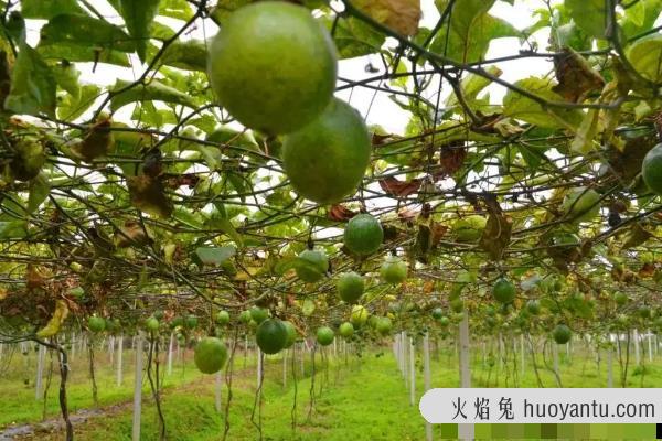 百香果北方可以种植吗