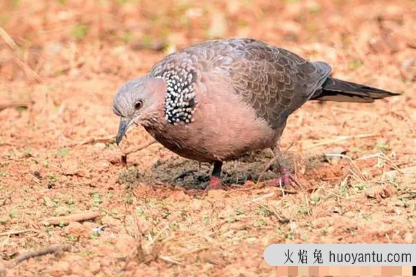 斑鸠是国家保护动物吗