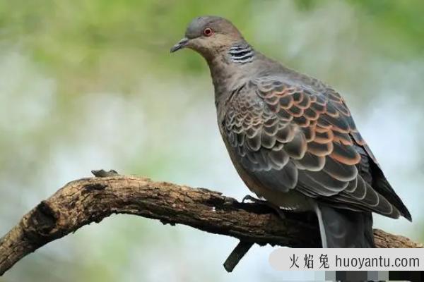 斑鸠是国家保护动物吗