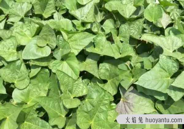 红薯苗后封闭除草剂