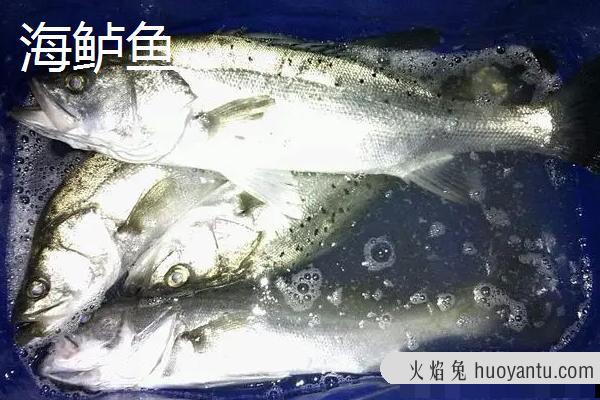 江鲈鱼和海鲈鱼区别