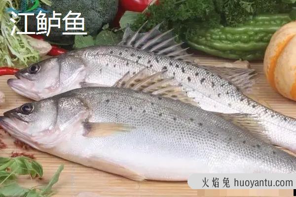 江鲈鱼和海鲈鱼区别