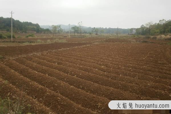 韭黄怎么种植出来的