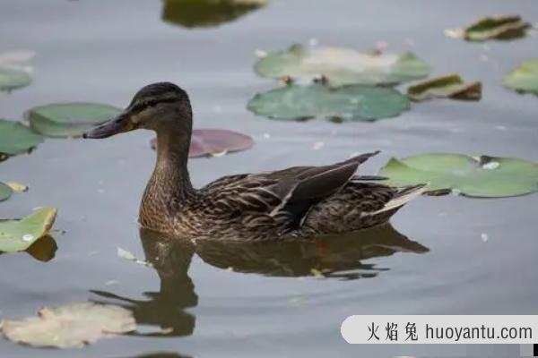 野鸭子是几级保护动物