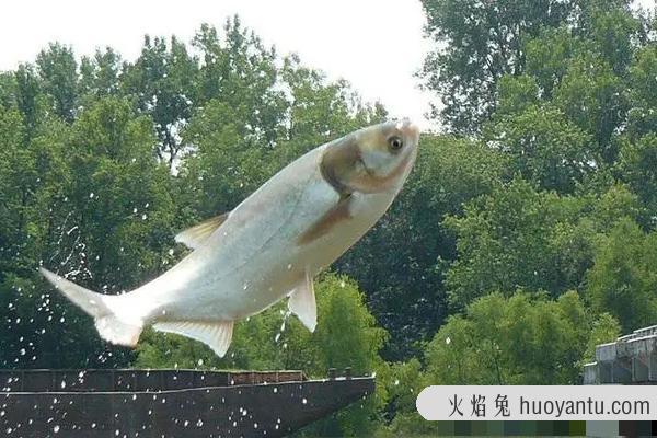 豆渣钓鲢鳙饵料配方