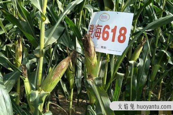 登海618玉米种特性特征及产量表现