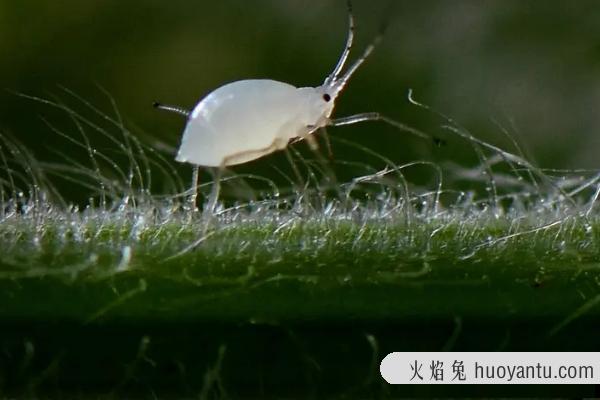 豆角蚜虫用什么土方法治