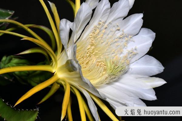 霸王花是火龙果的花吗