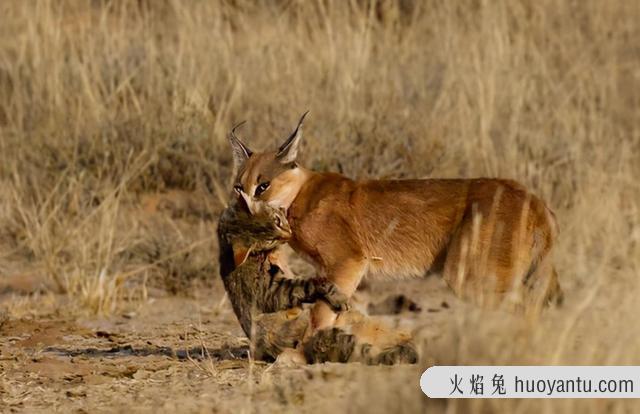 狞猫性格怎么样(狞猫的性格)