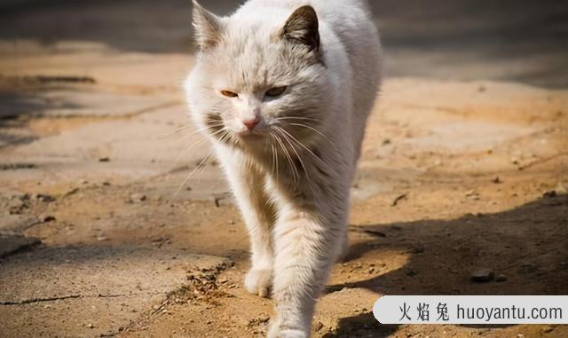 玳瑁猫是中华田园猫吗(玳瑁猫是中华田园猫不)