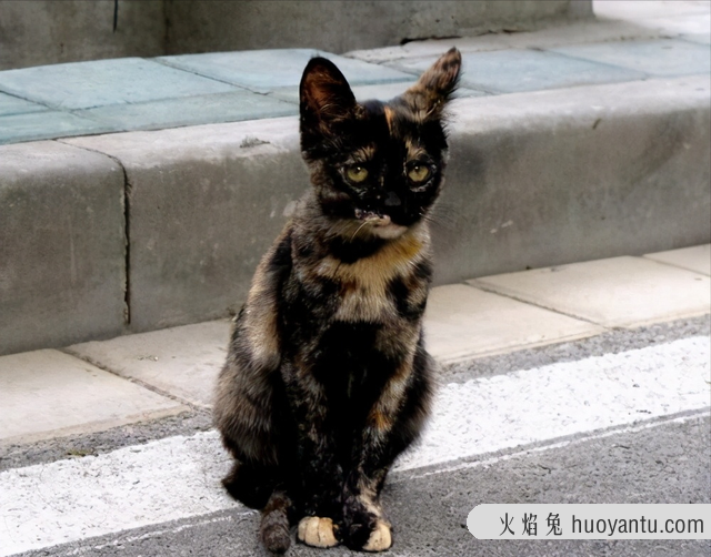 玳瑁猫是中华田园猫吗(玳瑁猫是中华田园猫不)