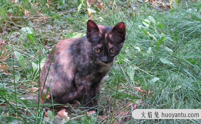 玳瑁猫是中华田园猫吗(玳瑁猫是中华田园猫不)