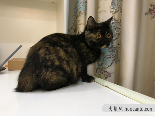 玳瑁猫是中华田园猫吗(玳瑁猫是中华田园猫不)