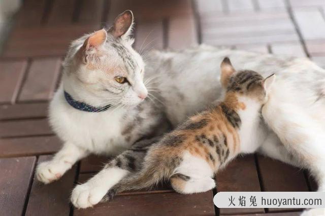 猫咪踩奶是什么意思(猫咪踩奶是什么动作)