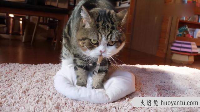 猫咪踩奶是什么意思(猫咪踩奶是什么动作)