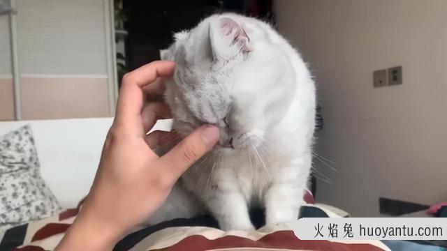 猫咪踩奶是什么意思(猫咪踩奶是什么动作)