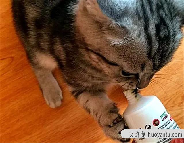 猫草可以代替化毛膏吗(猫吃草可以代替化毛膏吗)