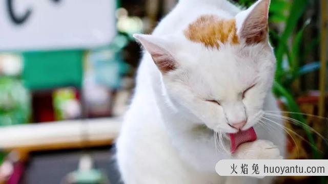 猫草可以代替化毛膏吗(猫吃草可以代替化毛膏吗)