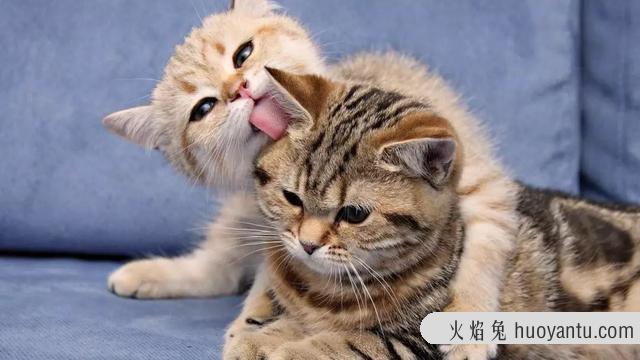 猫草可以代替化毛膏吗(猫吃草可以代替化毛膏吗)