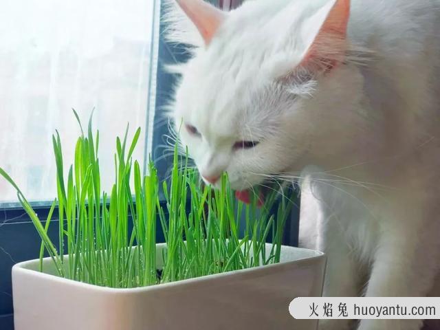 猫草可以代替化毛膏吗(猫吃草可以代替化毛膏吗)