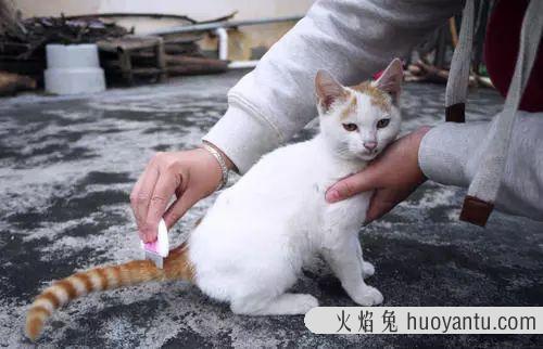 猫草可以代替化毛膏吗(猫吃草可以代替化毛膏吗)