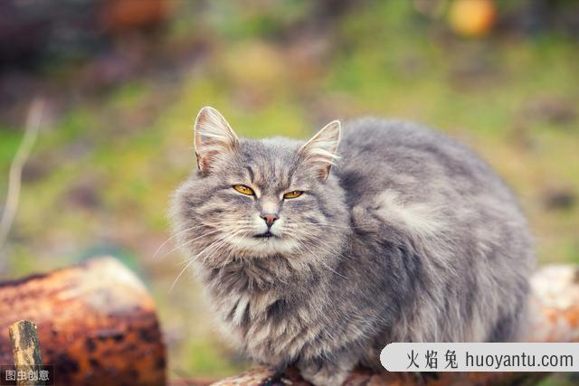 西伯利亚森林猫掉毛严重吗(森林猫掉毛厉害吗)