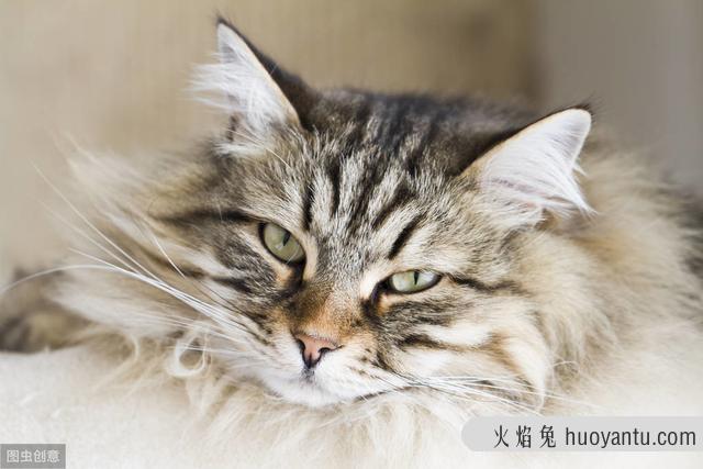 西伯利亚森林猫掉毛严重吗(森林猫掉毛厉害吗)