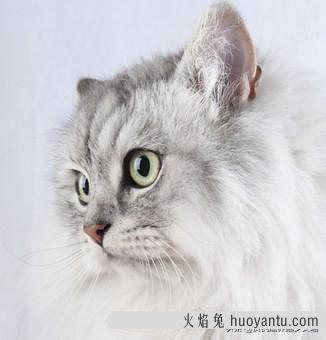 加菲猫为什么会流眼泪(加菲猫流眼泪是怎么回事)