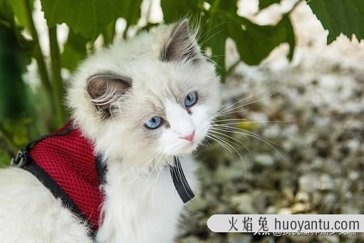 加菲猫为什么会流眼泪(加菲猫流眼泪是怎么回事)