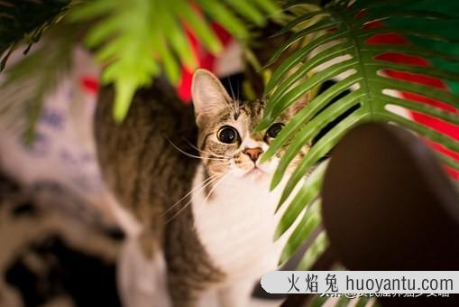 加菲猫为什么会流眼泪(加菲猫流眼泪是怎么回事)