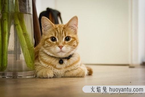 加菲猫为什么会流眼泪(加菲猫流眼泪是怎么回事)