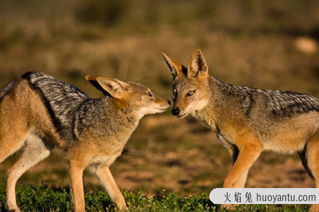 狞猫性格怎么样(狞猫的性格)