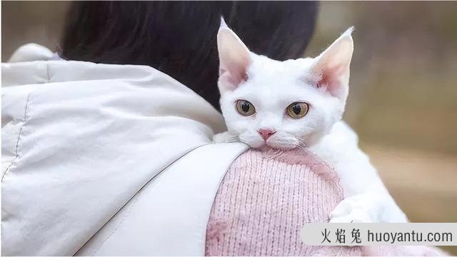 西伯利亚猫好养吗(西伯利亚猫优缺点)