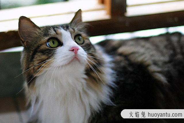 挪威森林猫适合新手养吗(挪威森林猫好养么)