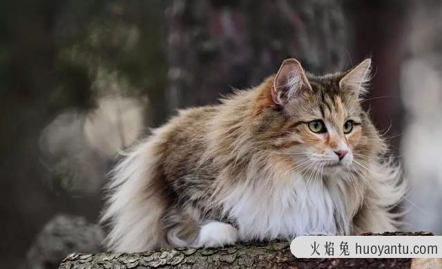 挪威森林猫适合新手养吗(挪威森林猫好养么)