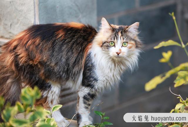 流浪猫可以带回家吗(路边的流浪猫可以带回家吗)