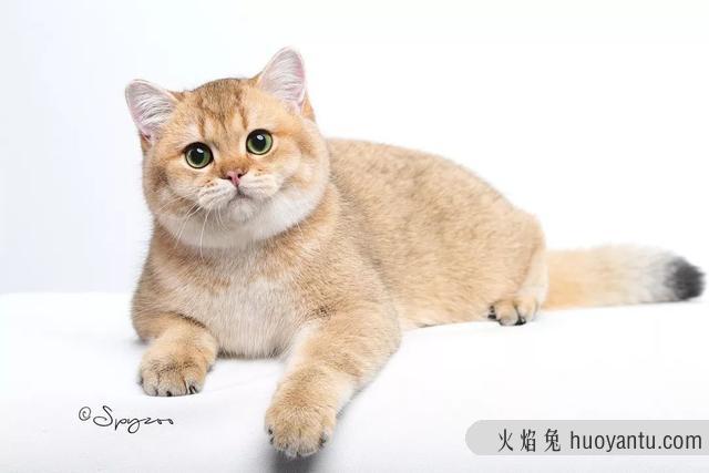 大脸猫是什么品种(灰色大脸猫是什么品种)