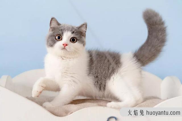 大脸猫是什么品种(灰色大脸猫是什么品种)