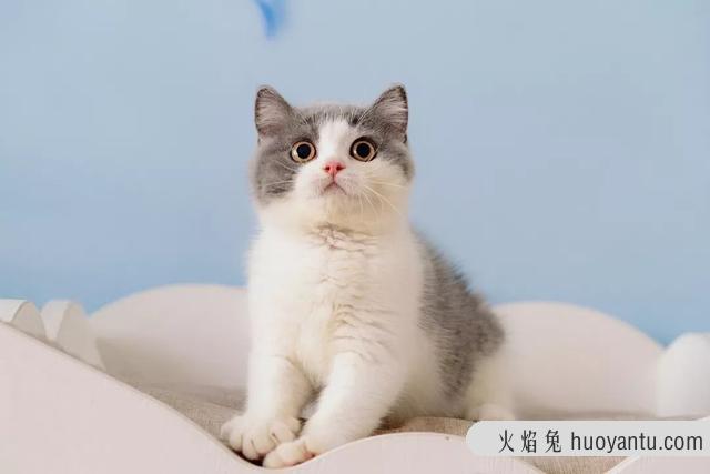 大脸猫是什么品种(灰色大脸猫是什么品种)