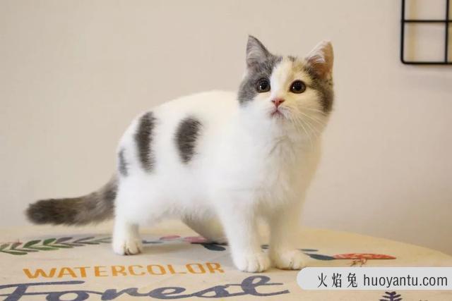 大脸猫是什么品种(灰色大脸猫是什么品种)