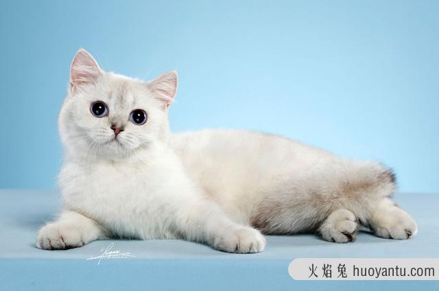 大脸猫是什么品种(灰色大脸猫是什么品种)