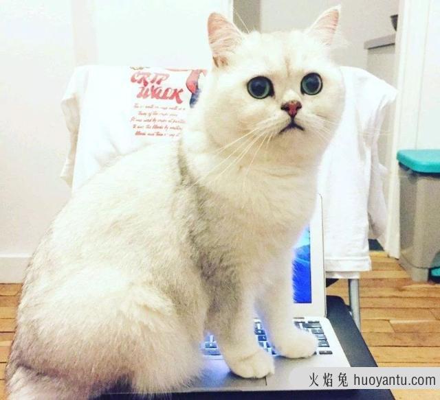 大脸猫是什么品种(灰色大脸猫是什么品种)