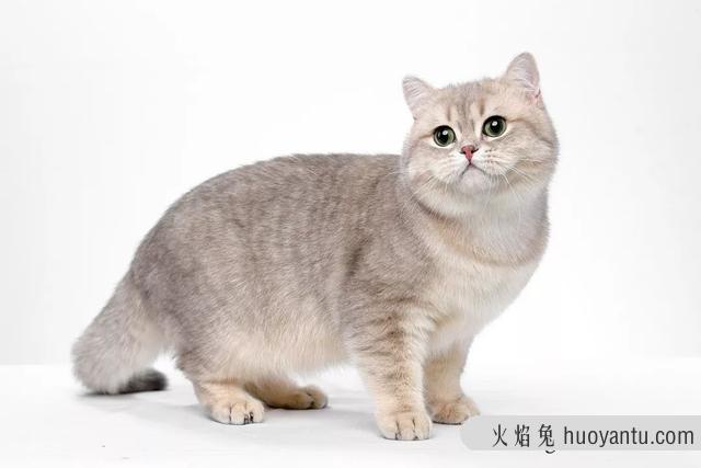 大脸猫是什么品种(灰色大脸猫是什么品种)