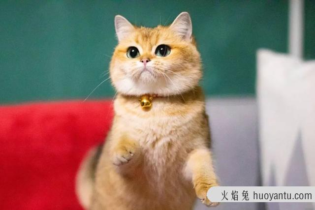 大脸猫是什么品种(灰色大脸猫是什么品种)