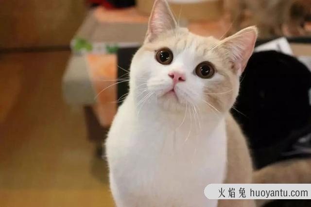 大脸猫是什么品种(灰色大脸猫是什么品种)