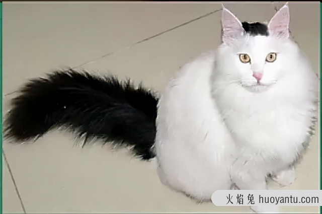 山东狮子猫怎么看品相(狮子猫怎么看品相好不好)