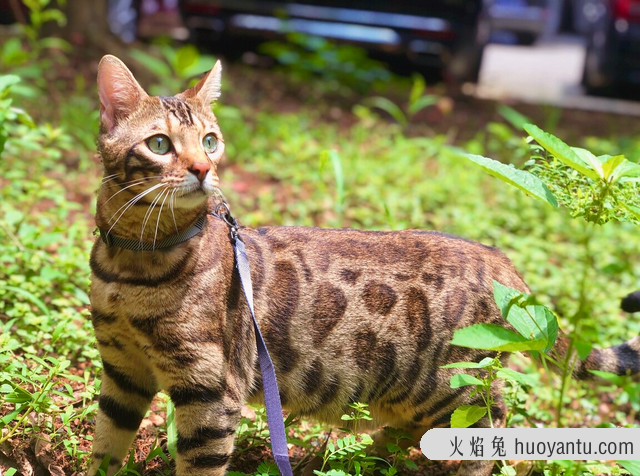 孟加拉豹猫如何分品相(孟加拉豹猫怎么看品相)