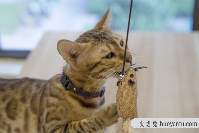 孟加拉豹猫如何分品相(孟加拉豹猫怎么看品相)