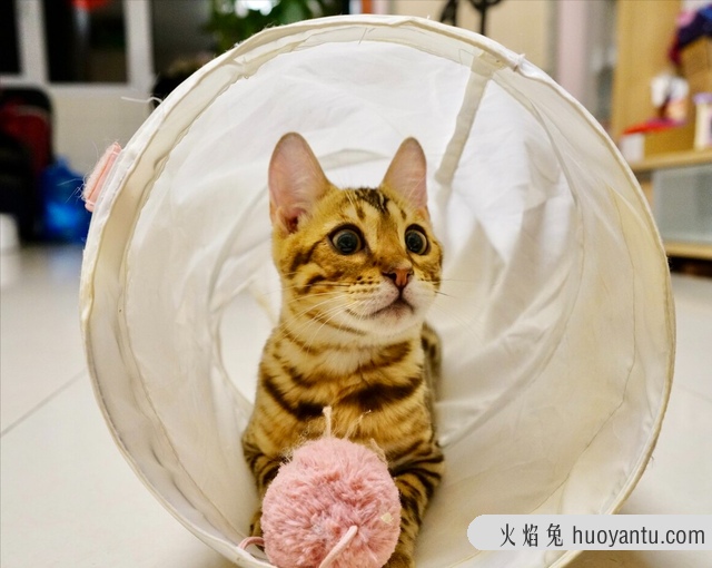 孟加拉豹猫如何分品相(孟加拉豹猫怎么看品相)