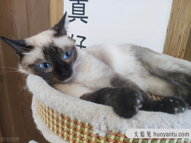 曼赤肯猫好养吗(曼赤肯猫怎么养)